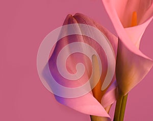 Beautiful flower calla with beautiful neon light on a pink background. Two beautiful flowers