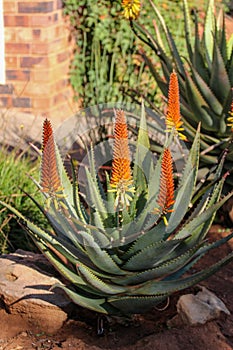 Beautiful flowers of Candelabra aloe - Aloe arborescens