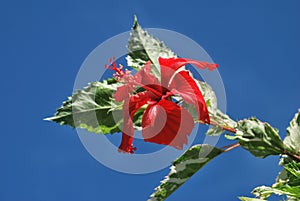 Beautiful flowers, captured in a rural area of â€‹â€‹the Province of Panama.