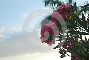 Beautiful flowers, captured in a rural area of â€‹â€‹the Province of Panama. valle de AntÃ³n.