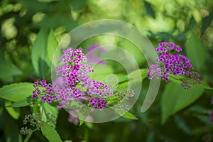 Beautiful flowers for cards and greetings .