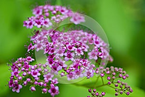 Beautiful flowers for cards and greetings .