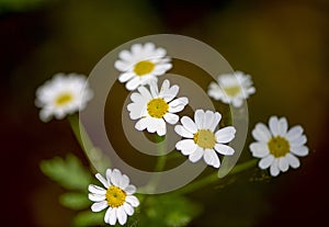 Beautiful flowers for cards and greetings .