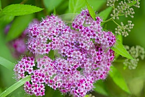 Beautiful flowers for cards and greetings .