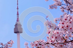 Beautiful flowers Cherry blossom in spring and namsan Seoul Tower