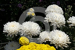 Beautiful flowers of chrysanthemums