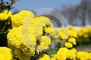 Beautiful flowers of chrysanthemums