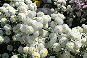 Beautiful flowers of chrysanthemums