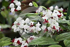 Beautiful flowers of Clerodendrum thomsoniae