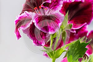 Beautiful flowers close up photo