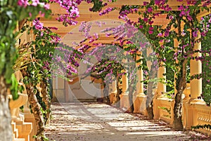 Beautiful flowers among the columns