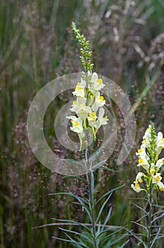 Beautiful flowers of common toadflax photo