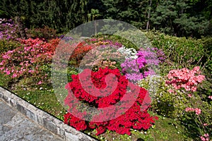 Beautiful flowers composition of azalea in the botanical garden of Villa Taranto in Pallanza, Verbania, Italy.