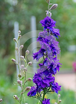 Beautiful flowers of Consolida regalis photo