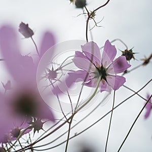 Beautiful flowers Cosmos bipinnatus on an abandoned field