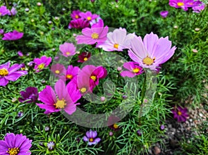 Beautiful flowers Cosmos bipinnatus, commonly called the garden