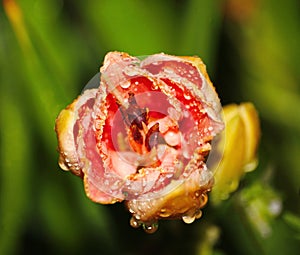 Beautiful flowers cultivated in european gardens. blooming pink day-lily ( lily ) compared to other plants in the garden.