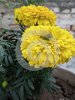 Yellow dahlia flowers india photo