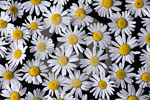 Beautiful flowers Daisy lying on a black background