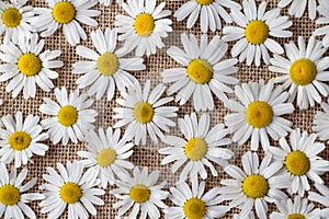 Beautiful flowers Daisy lying on a gray background