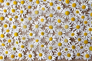 Beautiful flowers Daisy lying on a gray background