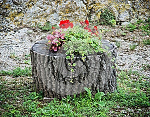 Beautiful flowers decoration on the tree stump