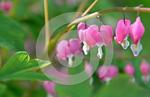 beautiful flowers of Dicentra spectabilis bleeding heart