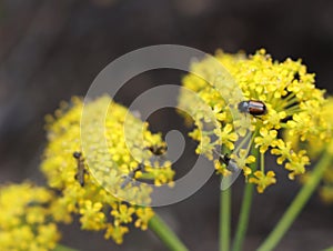 Beautiful flowers of different colors with pollinating insects macro natural fence photo