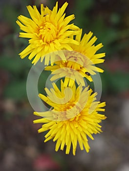 Beautiful flowers of different colors with pollinating insects macro natural fence photo