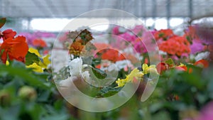 Beautiful flowers of different colours in a big greenhouse. 4K.