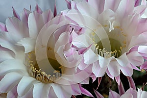 Beautiful flowers of the Echinopsis cactus close up