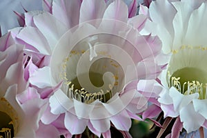 Beautiful flowers of the Echinopsis cactus close up