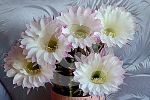 Beautiful flowers of the Echinopsis cactus close up