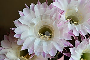 Beautiful flowers of the Echinopsis cactus close up