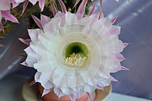 Beautiful flowers of the Echinopsis cactus close up