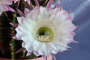 Beautiful flowers of the Echinopsis cactus close up