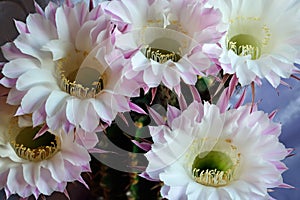 Beautiful flowers of the Echinopsis cactus close up