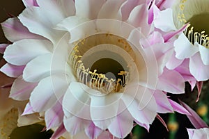 Beautiful flowers of the Echinopsis cactus close up