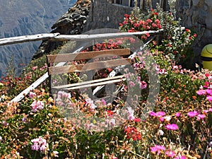 Beautiful flowers on the edge of the precipice photo