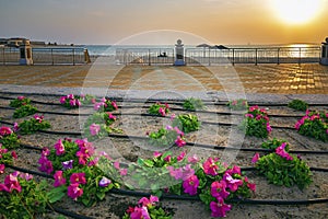 Beautiful Flowers in Fanateer beach with sunrise background. Al Jubail City -Saudi Arabia