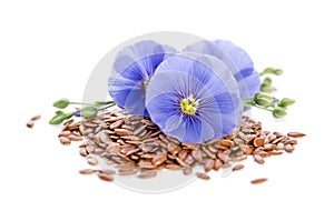 Beautiful flowers of flax with seeds