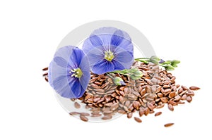 Beautiful flowers of flax with seeds