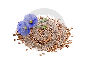 Beautiful flowers of flax with seeds on white backgroumd