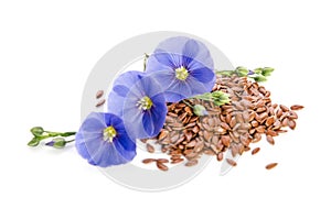 Beautiful flowers of flax with seeds on white backgroumd photo