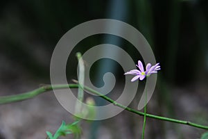 Beautiful flowers flora