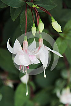 Beautiful flowers flora