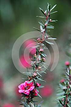 Beautiful flowers flora