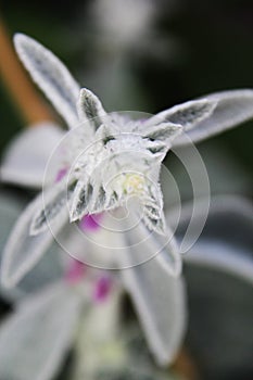 Beautiful flowers flora