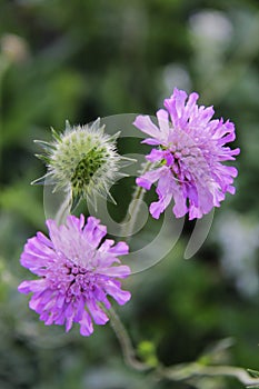 Beautiful flowers flora