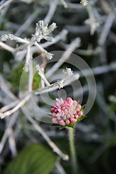 Beautiful flowers flora